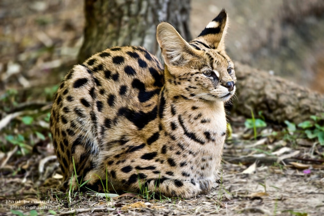 Обои картинки фото животные, сервалы, пятнистый