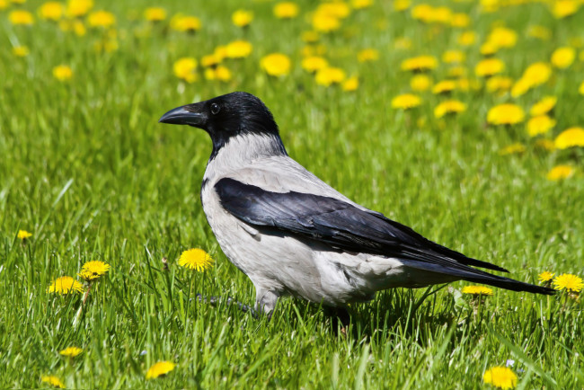 Обои картинки фото животные, вороны, грачи, галки, ворона, одуванчики