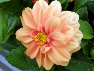 Картинка цветы георгины