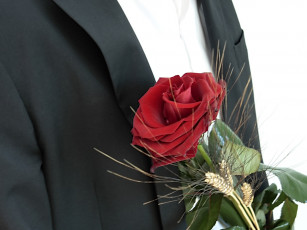 Картинка цветы розы красный