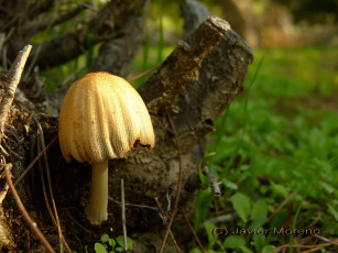 Картинка природа грибы поганка