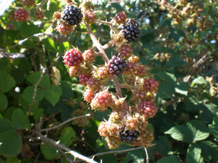 Картинка природа Ягоды ежевика