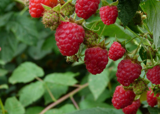 Картинка природа Ягоды малина