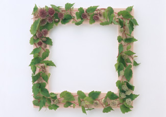 Картинка цветы цветки листья