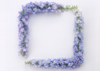 Картинка цветы дельфиниум листья цветки