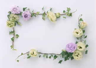 Картинка цветы эустома листья цветки