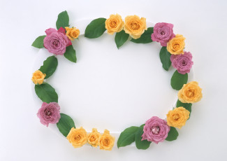 Картинка цветы розы листья цветки