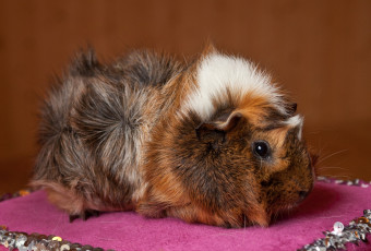 Картинка животные морские свинки хомяки морская свинка