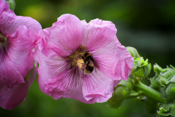 Картинка цветы мальвы шмель розовый