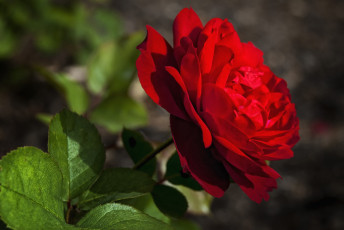 Картинка цветы розы красный