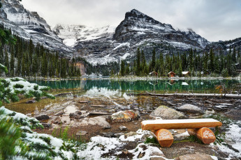 Картинка lake o`hara yoho national park canada природа реки озера лес ели горы снег ohara канада озеро скамейка