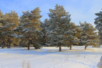 Картинка природа зима лес снег