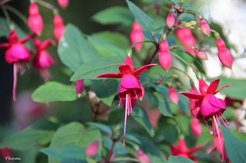 Картинка цветы фуксия розовый