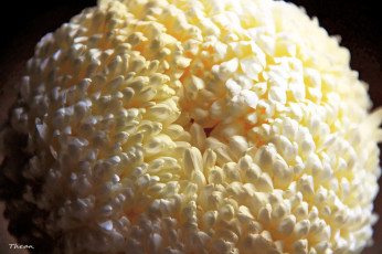 Картинка цветы хризантемы макро белый