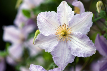 Картинка цветы клематис ломонос макро лепестки