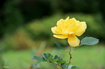 Картинка цветы розы желтый