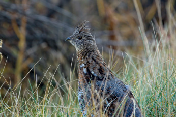 Картинка животные куропатки рябчики перепела рябчик хохолок