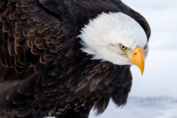 Картинка животные птицы хищники клюв грозный орлан