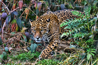 Картинка животные Ягуары заросли хищник