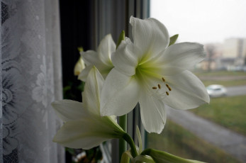 Картинка цветы амариллисы гиппеаструмы белый