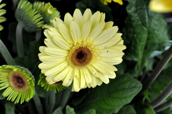 Картинка цветы герберы