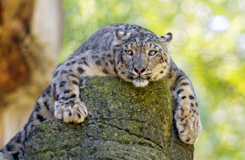 Картинка животные снежный барс ирбис отдых лапы скала