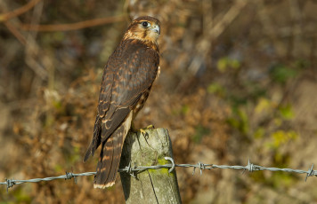 Картинка животные птицы хищники взгляд птица кречет проволока столбик профиль деревянный