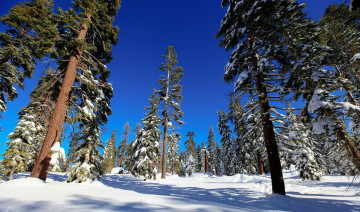 Картинка природа зима ели снег