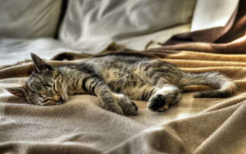 Картинка животные коты кот