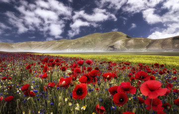Картинка природа луга холмы цветы маки горы castelluccio umbria italy умбрия италия