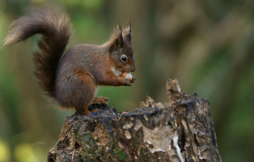 Картинка животные белки зверек хвост пень орех