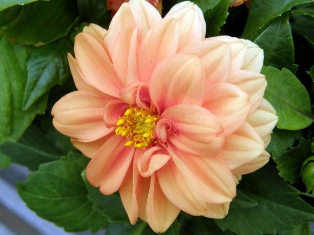 Обои картинки фото цветы, георгины