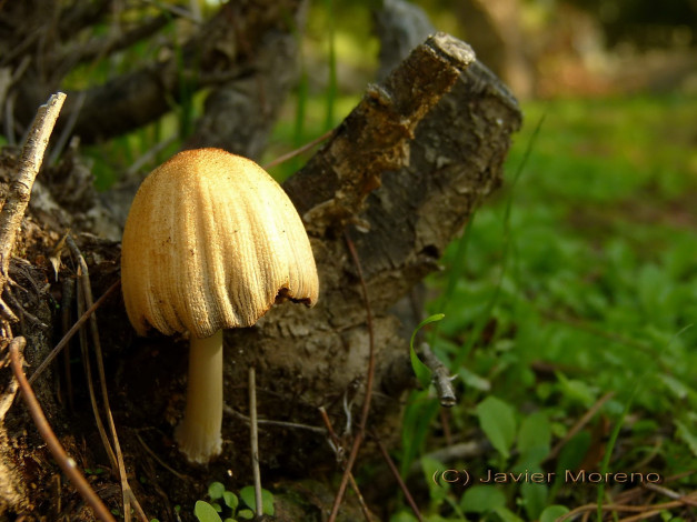 Обои картинки фото природа, грибы, поганка