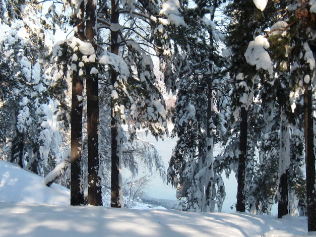 Обои картинки фото природа, зима, снег, лес