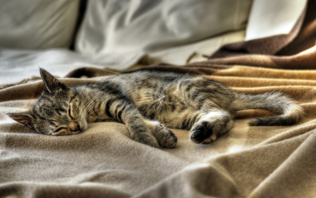 Обои картинки фото животные, коты, кот