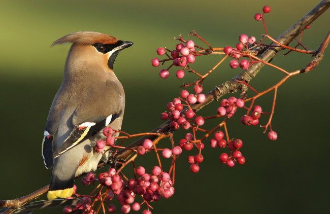 Обои картинки фото животные, свиристели, ветка, ягоды, хохолок