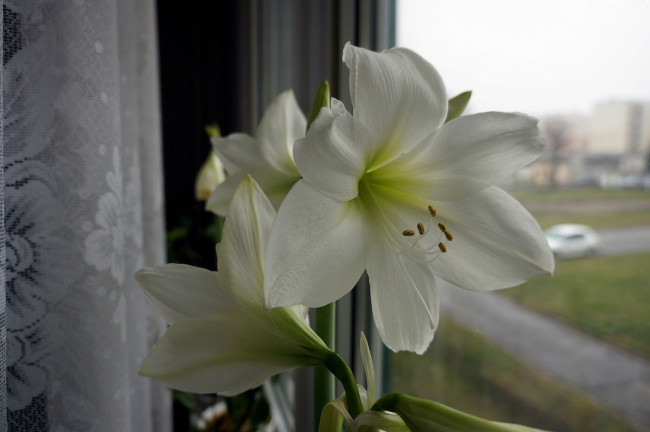 Обои картинки фото цветы, амариллисы, гиппеаструмы, белый