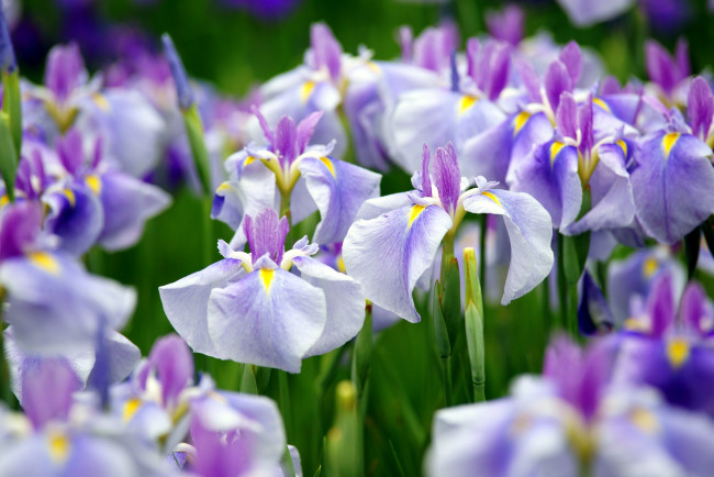 Обои картинки фото цветы, ирисы, много, сиреневый