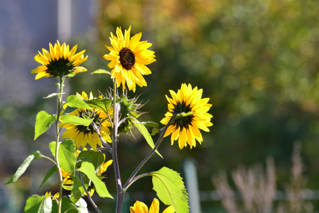 Обои картинки фото цветы, подсолнухи, желтый