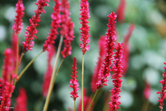 Обои картинки фото цветы, розовый