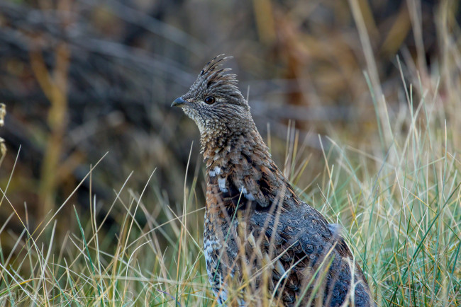 Обои картинки фото животные, куропатки, рябчики, перепела, рябчик, хохолок