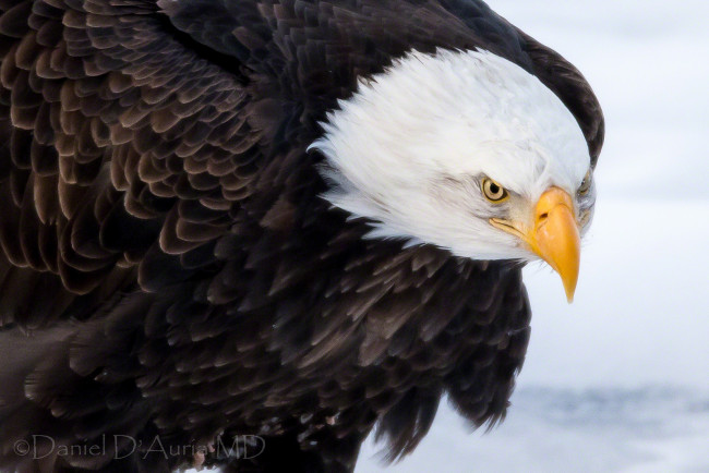 Обои картинки фото животные, птицы, хищники, клюв, грозный, орлан