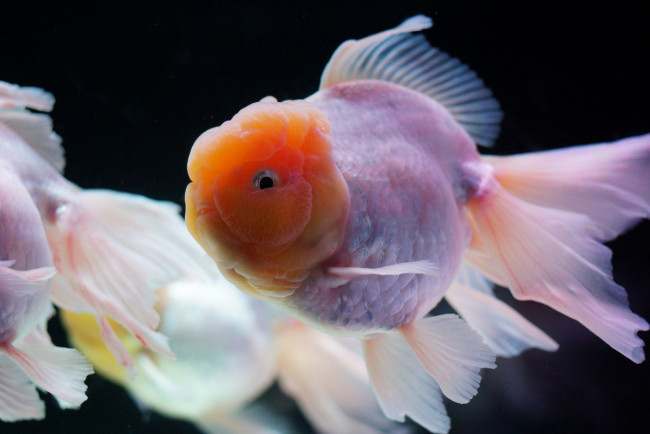 Обои картинки фото животные, рыбы, плавники