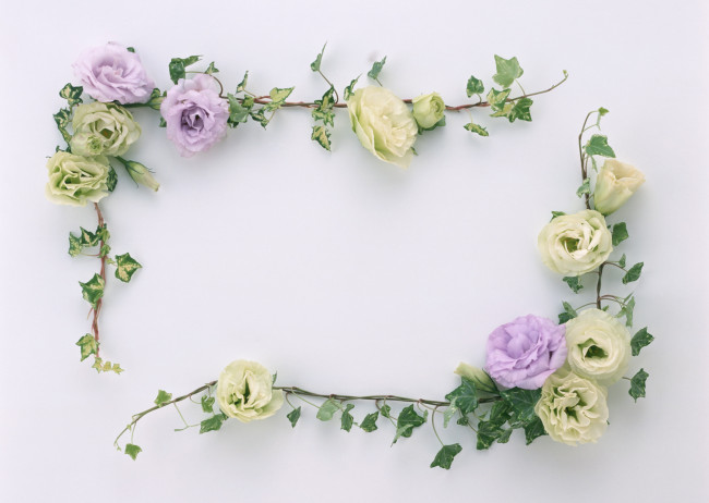 Обои картинки фото цветы, эустома, листья, цветки