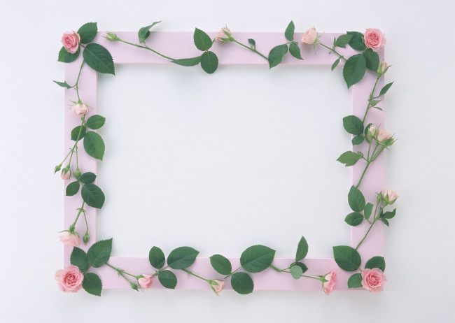 Обои картинки фото цветы, розы, листья, цветки