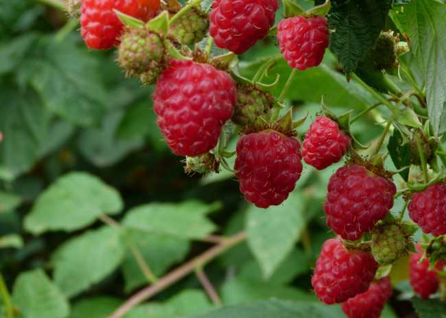 Обои картинки фото природа, Ягоды, малина