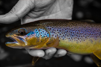 Картинка разное рыбалка +рыбаки +улов +снасти