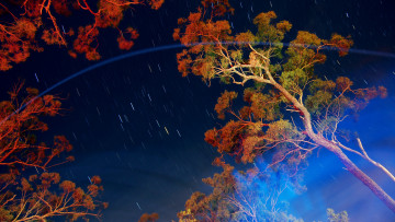 Картинка природа деревья ветки enkindle эефект