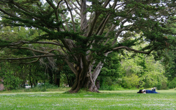 Картинка природа деревья дерево большое ветвистое зелень листья трава ветви