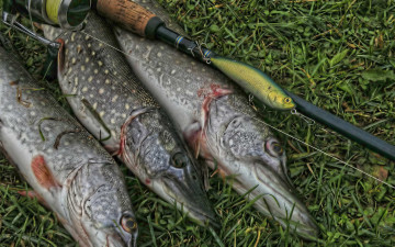 Картинка разное рыбалка +рыбаки +улов +снасти